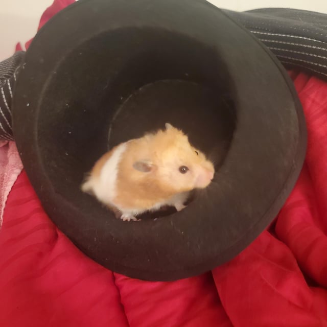 can hamsters eat dry cat food