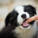 10_month_old_puppy_biting_and_growling_what_s_going_on