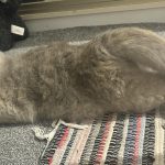 4_month_old_female_kitten_in_heat