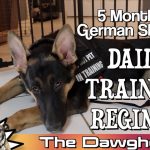 5_month_old_german_shepherd_puppy_behavior