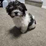 5_month_old_male_havanese_puppy_peed_in_his