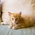 6_week_old_kitten_throwing_up_what_to_do