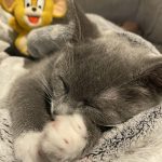 7_month_old_kitten_won_t_play_sleeps_all_the_time