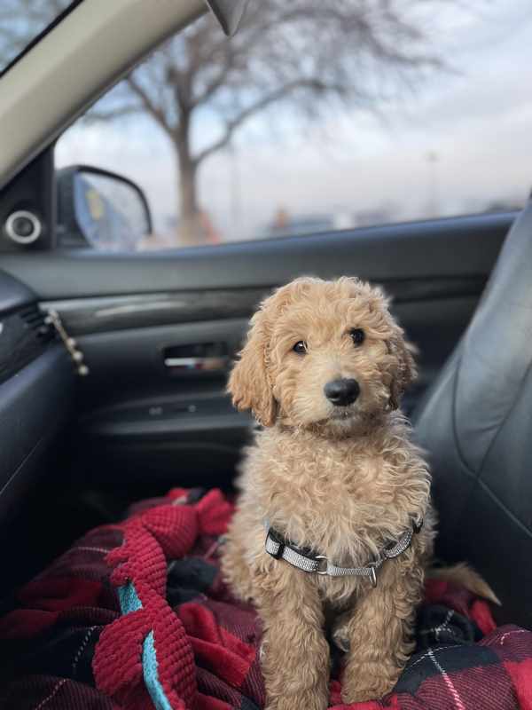 Accidentally Left Dog Outside In Cold_ A Frightening Experience