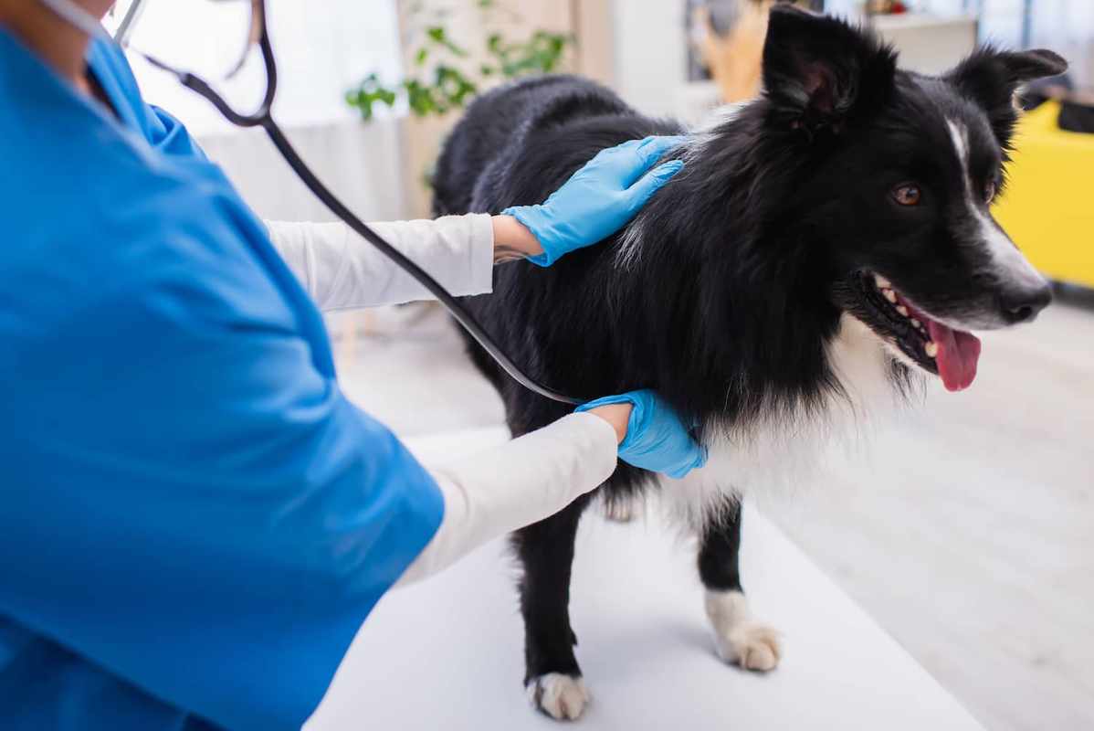 Acid Reflux in Dogs_ Effective Medication Options
