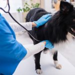 Acid_reflux_in_dogs_effective_medication_options