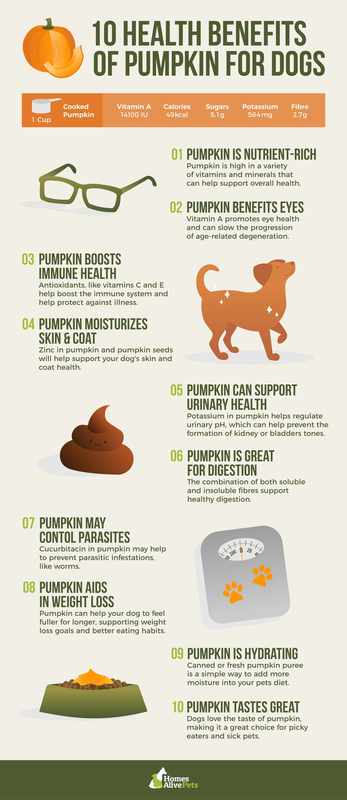 Adding Canned Pumpkin to Dog Food