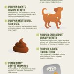 Adding_canned_pumpkin_to_dog_food