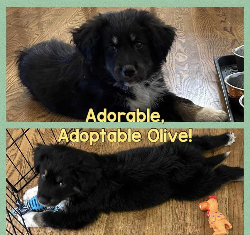 Adorable Australian Shepherd Golden Retriever Mix Puppies Available Near You