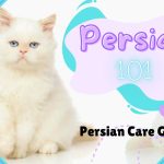 Adorable_4_month_old_birman_kittens_-_a_delightful_feline_companion