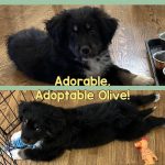 Adorable_australian_shepherd_golden_retriever_mix_puppies_available_near_you