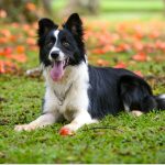 Adorable_border_collie_golden_retriever_mix_puppies_available_in_23188