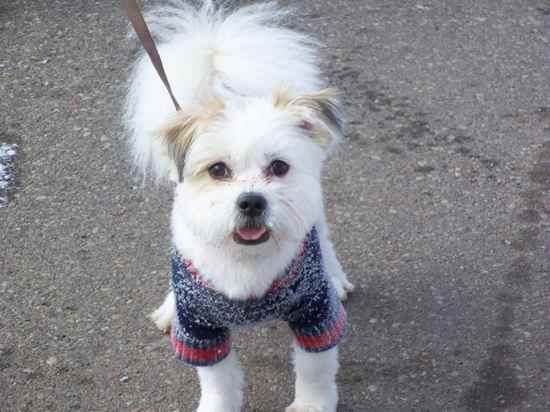 Adult American Eskimo Dog Shih Tzu Mix