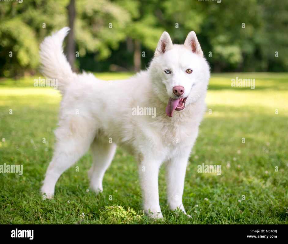 Adult White Husky