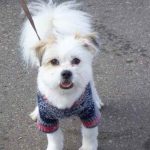 Adult_american_eskimo_dog_shih_tzu_mix