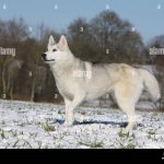 Adult_white_husky