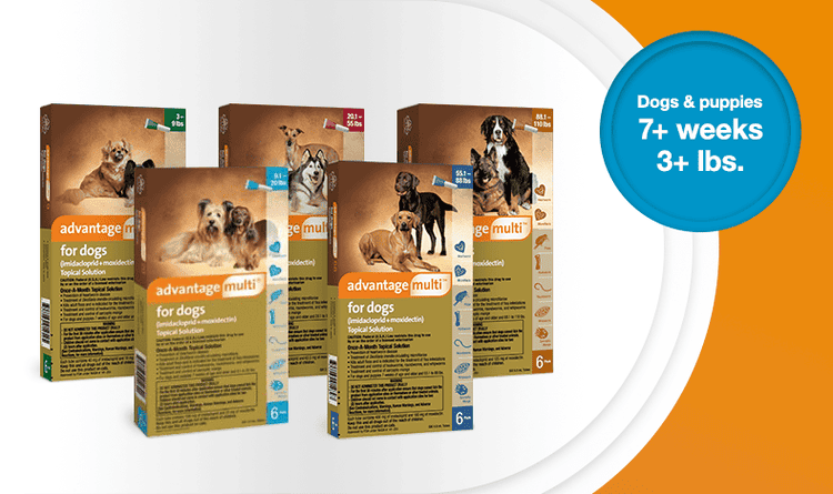 Advantage Multi For Dogs_ Find the Cheapest Price