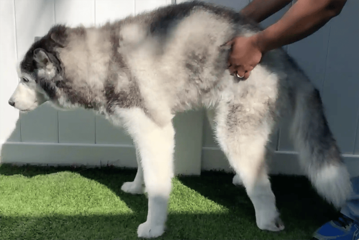 After 4 Days Dog Still Can_t Walk On Leg
