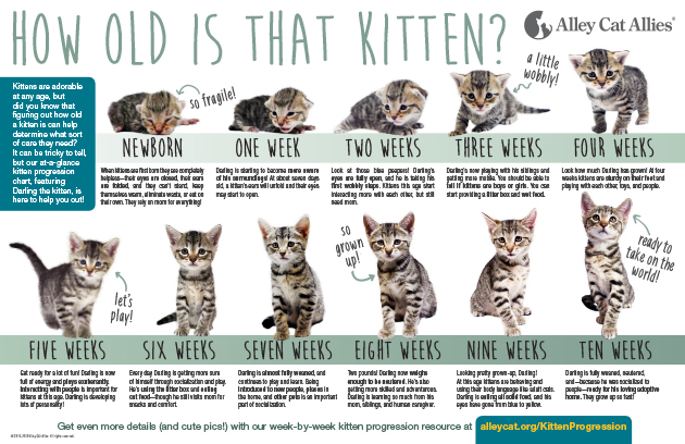 Age Progression of 4_ 5_ and 6 Months Old Kittens