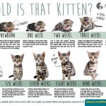 Age_progression_of_4_5_and_6_months_old_kittens