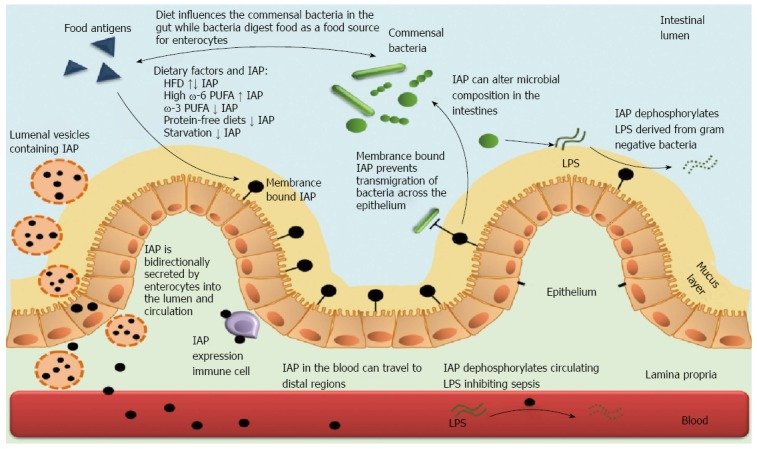 Alkaline Phosphatase S High