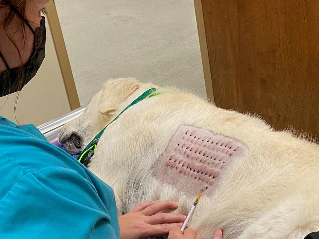 Allergy Testing for Dogs Near Me