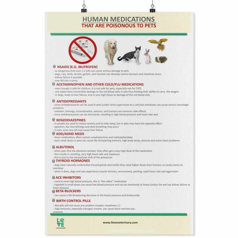 Are Antidepressants Safe For Cats_