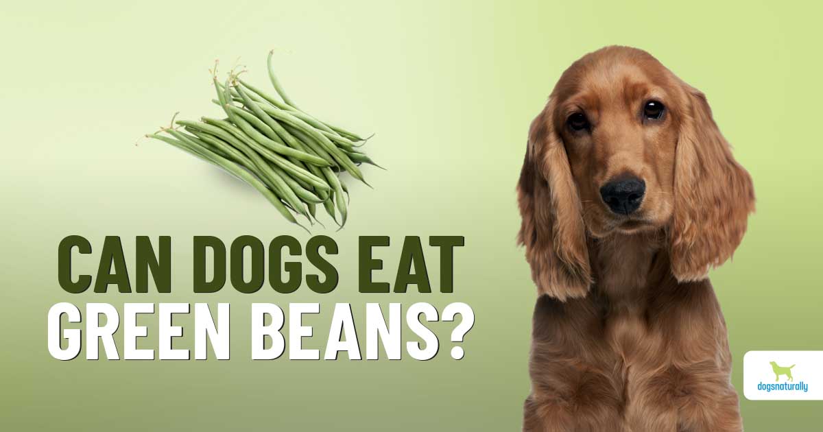 Are Green Beans Okay For Dogs