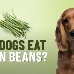 Are_green_beans_okay_for_dogs