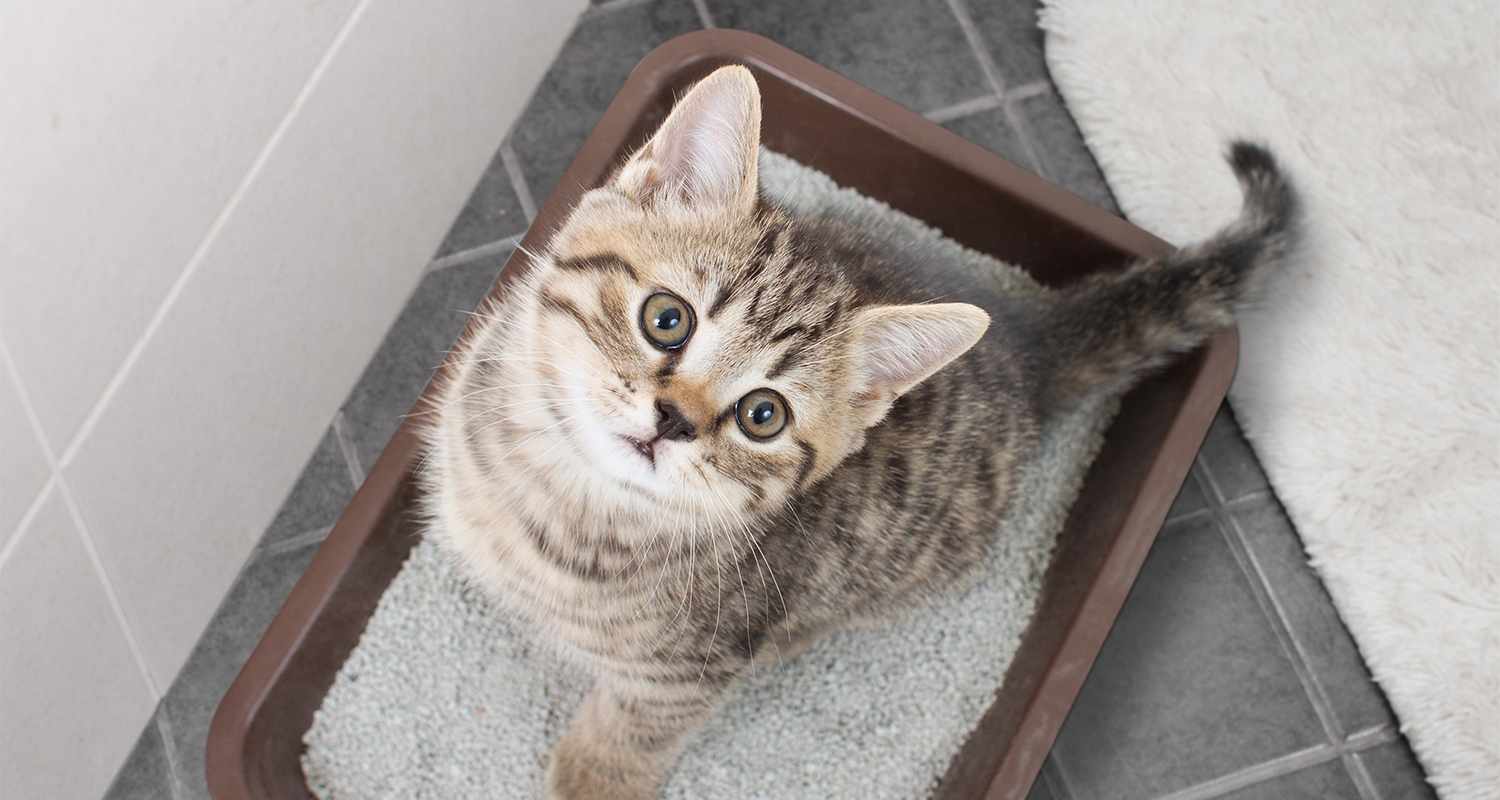 Asthma Treatment for Cats_ Natural Remedies