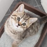 Asthma_treatment_for_cats_natural_remedies