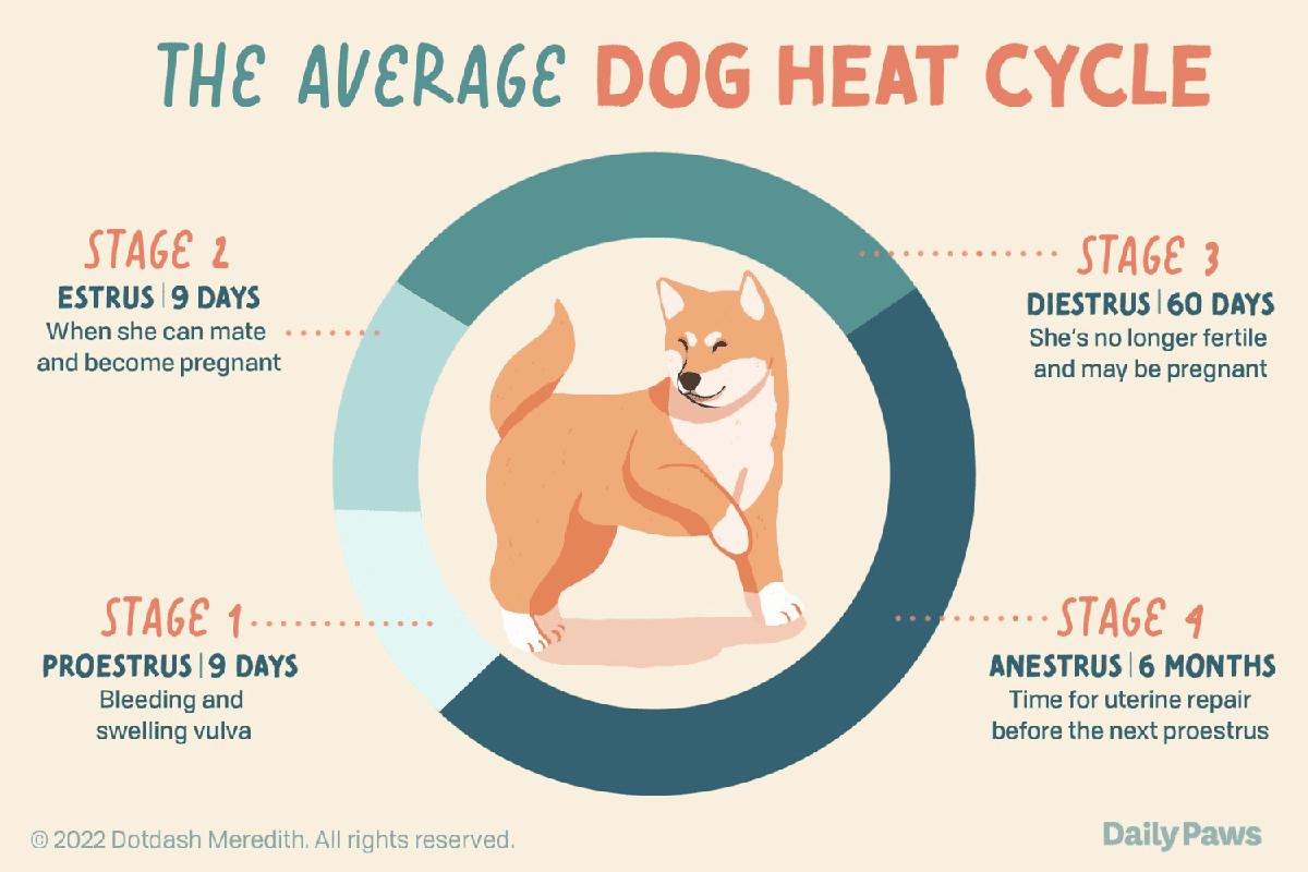 At What Age Do Dogs Stop Going Into Heat_