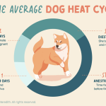 At_what_age_do_dogs_stop_going_into_heat