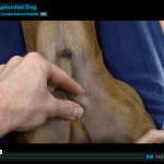 At_what_age_do_puppies_testicles_drop