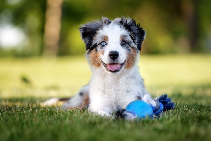 Australian Retriever Breeders