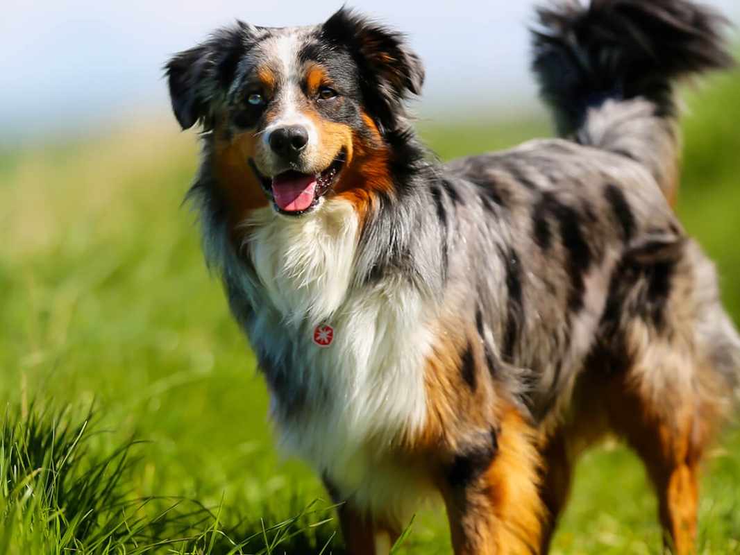 Australian Retriever Price