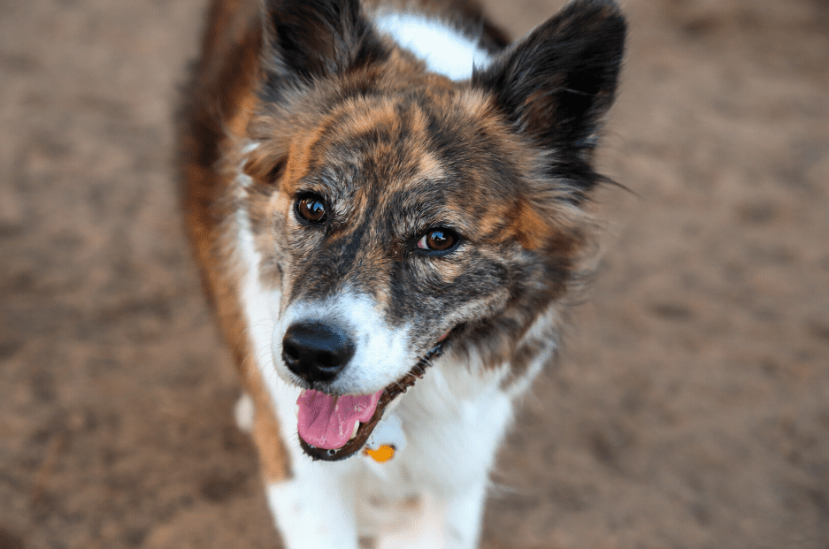 Australian Shepherd Husky Mix_ The Cost of This Lovable Breed