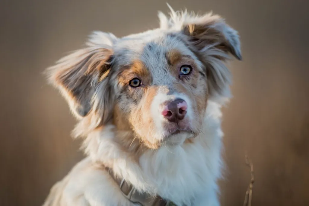 Australian Shepherd _ Labrador Retriever Mix_ Unique Canine Characteristics