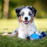 Australian_retriever_breeders