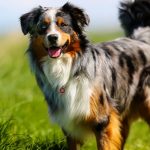 Australian_retriever_price