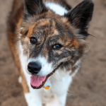 Australian_shepherd_husky_mix_the_cost_of_this_lovable_breed