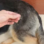 Bald White Spots on Dogs Belly Parasites_1