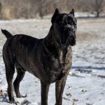 Behaviors_of_a_2_year_old_dog