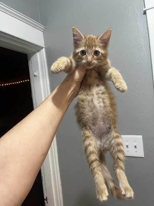 Belly Bloat in Kittens