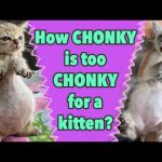 Belly_bloat_in_kittens