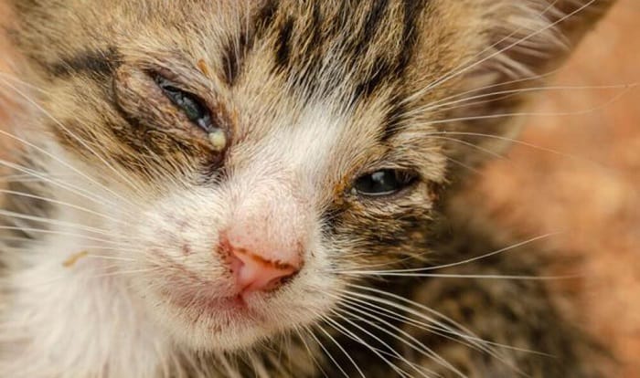 Benadryl For Dying Cat