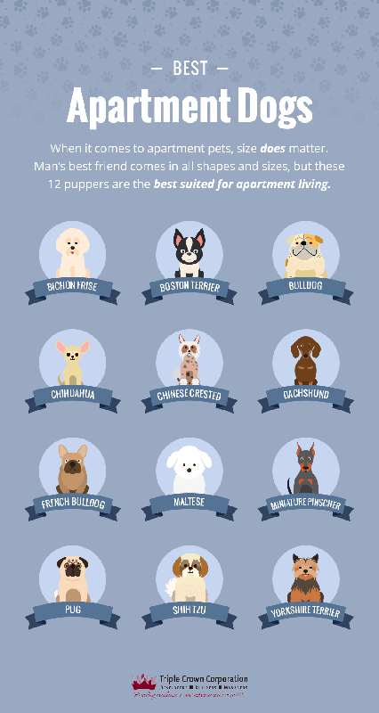 Best Big Dog Breeds for Apartments