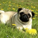 Best Breeds for Companion Dogs_1
