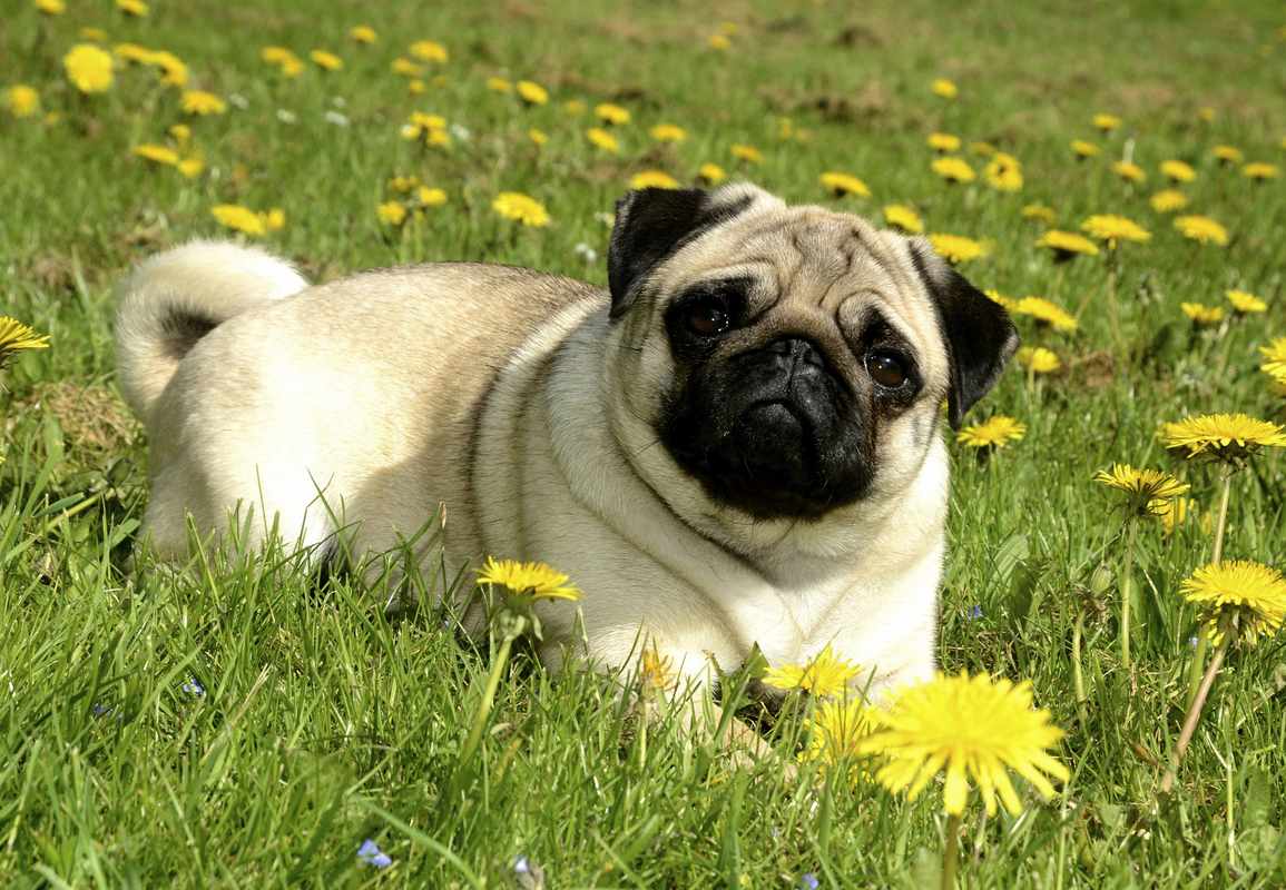 Best Breeds for Companion Dogs