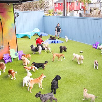Best Daycare for Dogs Near Me